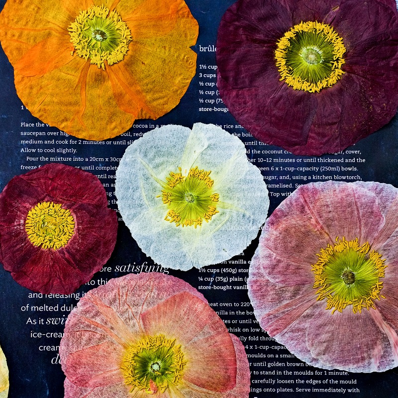 1pcs,Nature Field Poppy Presse - Resin Craft Ideas 评论和价格