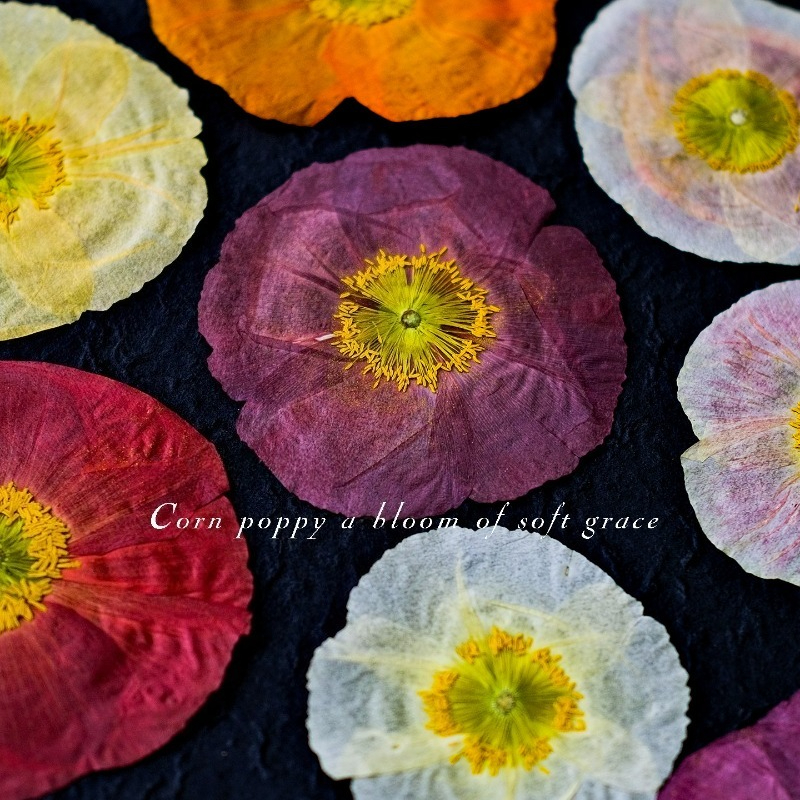 1pcs,Nature Field Poppy Presse - Resin Craft Ideas 评论和价格