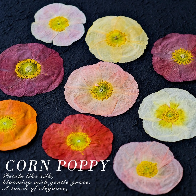 1pcs,Nature Field Poppy Presse - Resin Craft Ideas 评论和价格