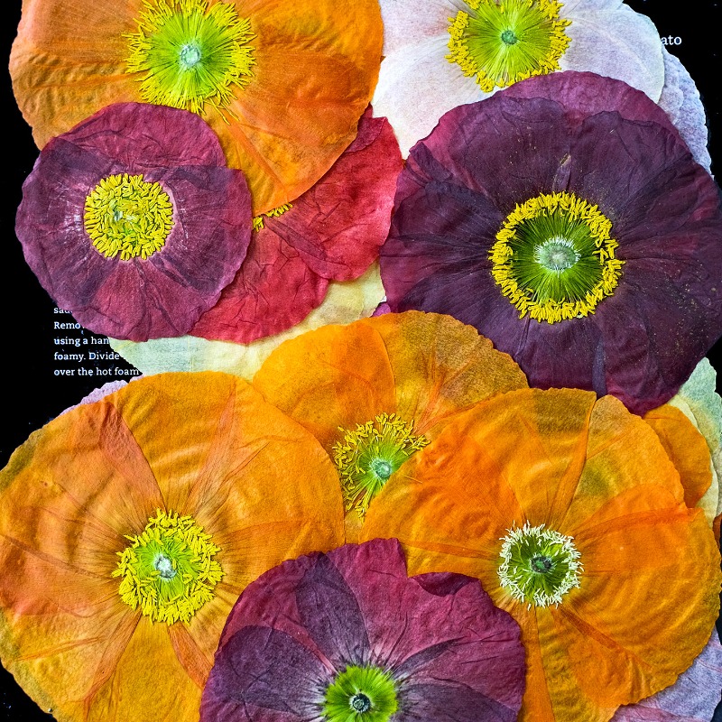 1pcs,Nature Field Poppy Presse - Resin Craft Ideas 评论和价格