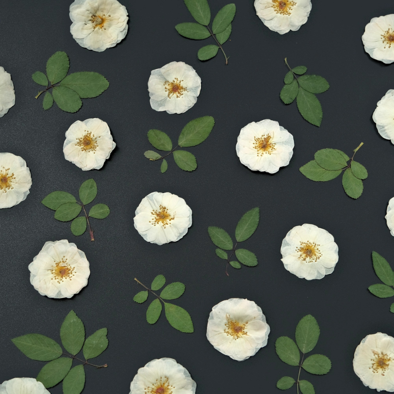 6pcs,9pcs,Nature White Rose Pr - Dried Flower Bulk 评论和价格
