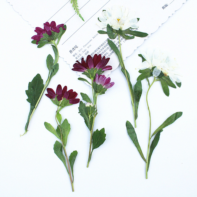 24pcs,Mini Chrysanthemum Press - Resin Craft Ideas 评论和价格
