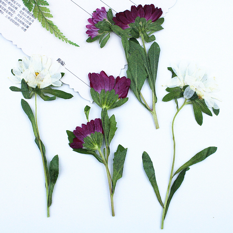 24pcs,Mini Chrysanthemum Press - Resin Craft Ideas 评论和价格