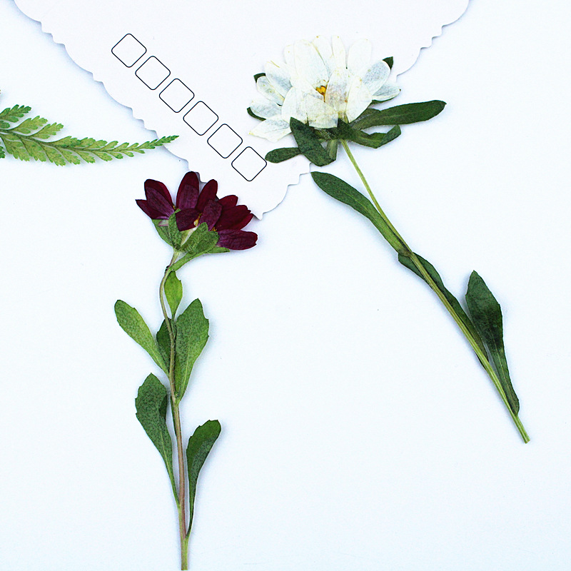 24pcs,Mini Chrysanthemum Press - Resin Craft Ideas 评论和价格