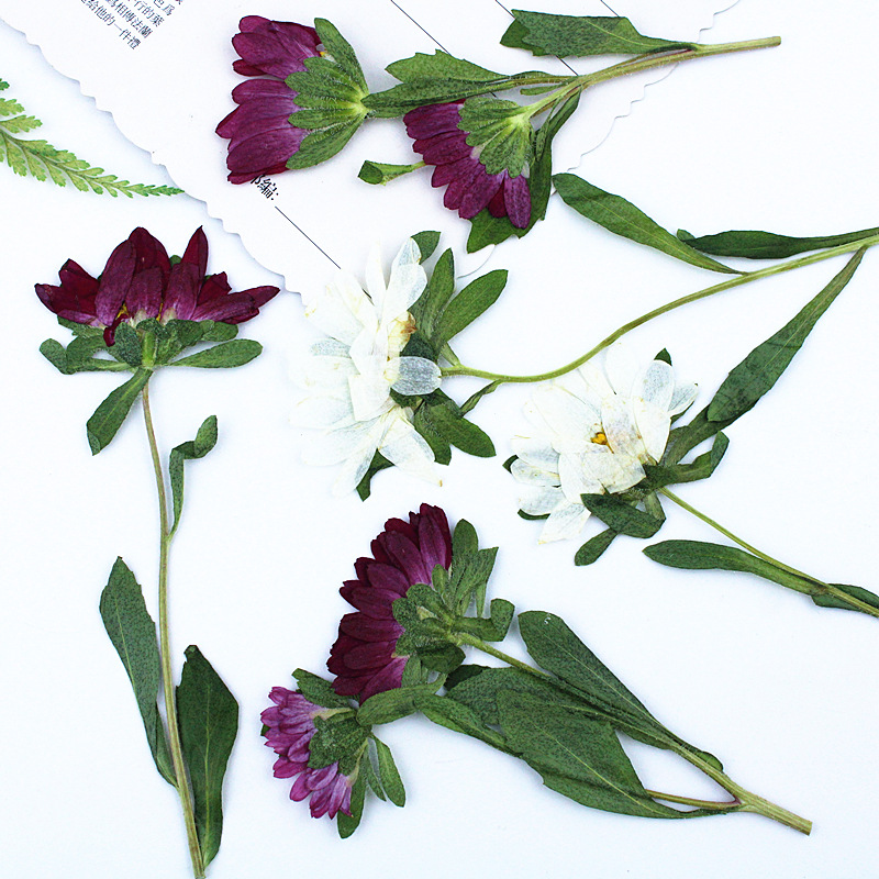 24pcs,Mini Chrysanthemum Press - Resin Craft Ideas 评论和价格